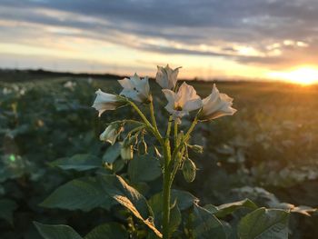 Close-up of white flowering plant against sky during sunset