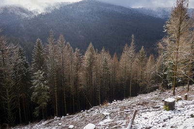 Pine trees in forest during winter