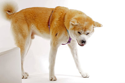 Dog standing against white background