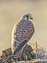 Close-up of falcon perching on plant