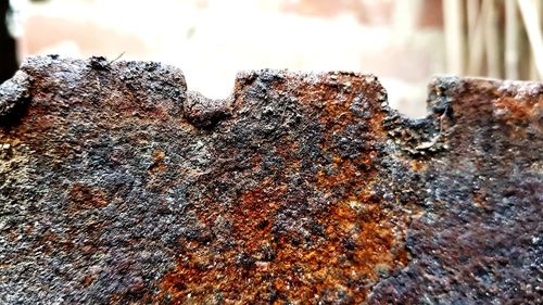 Close-up of rusty chain on tree trunk