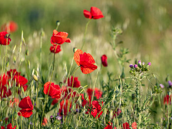 Close-up of red poppy flowers growing on field