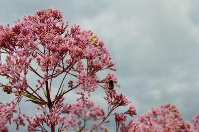 Pink cherry blossoms in spring