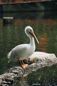 Duck in a lake