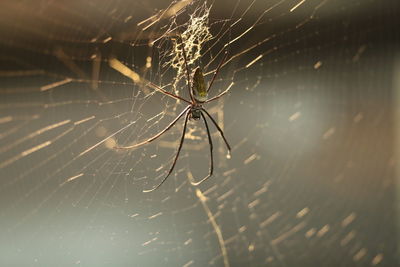 Close-up of spider on web