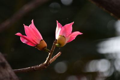 Close-up of pink flowering plant