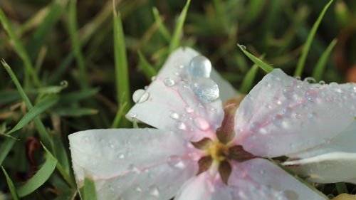 Close-up of wet white flowers blooming outdoors
