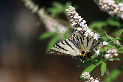 Close-up of butterfly pollinating on flower