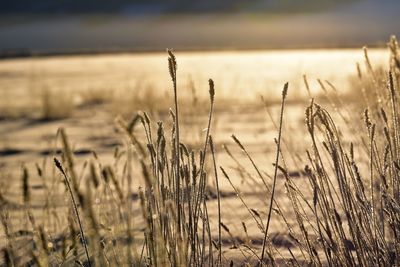 Close-up of stalks in field against sky