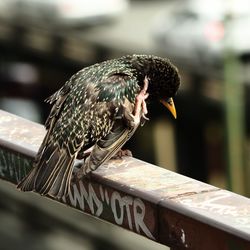 Close-up of bird perching outdoors