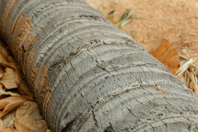 Close-up of tree trunk