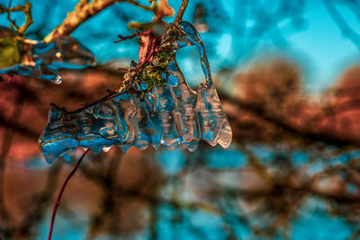Close-up of icicles hanging from tree branch during winter
