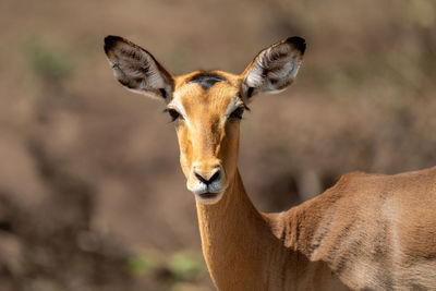 Close-up of female common impala watching lens