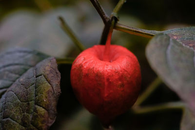 Close-up of strawberries