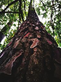 Low angle view of tree trunk in forest