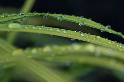 Close-up of water drops on leaf