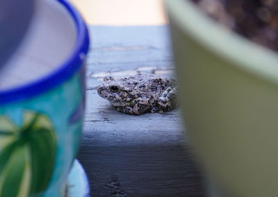 Close-up of frog on wood