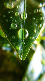 Close-up of raindrops on leaves