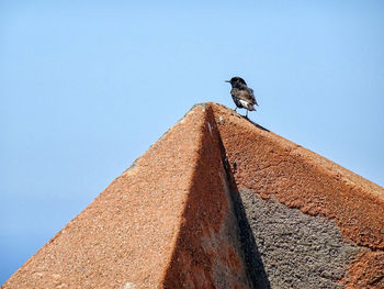 Low angle view of bird perching on the wall