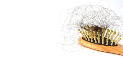 High angle view of flowering plant against white background