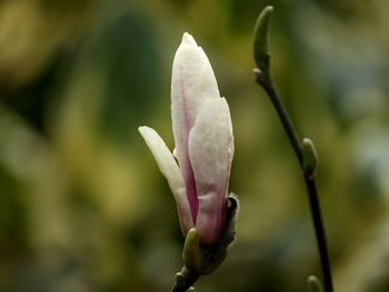 Close-up of fresh white flower buds