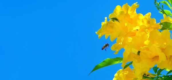 Low angle view of yellow flowering plant against blue sky