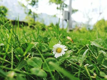 Close-up of white flowers blooming in field