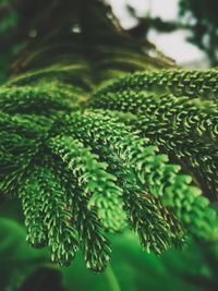 Close-up of green leaves