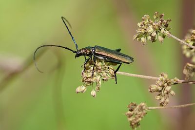 Close-up of insect on flower