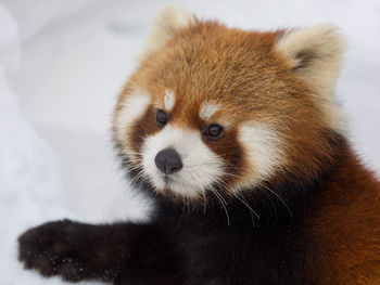 Close-up of red panda looking away