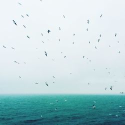 Flock of birds flying over turquoise sea against sky