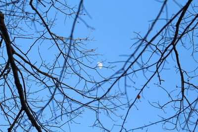 Low angle view of bare tree against clear blue sky