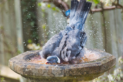 Close-up of bird in water