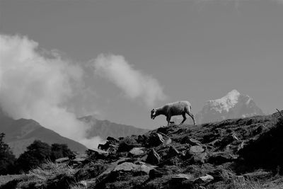 Sheep on hill against sky