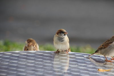 Close-up of birds perching on metal