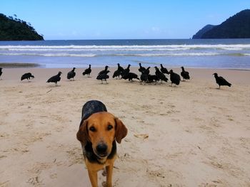 View of dogs on beach