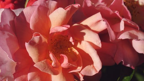 Close-up of pink roses