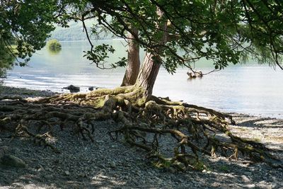 Driftwood on tree by lake in forest