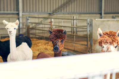 A brown alpaca on a farm