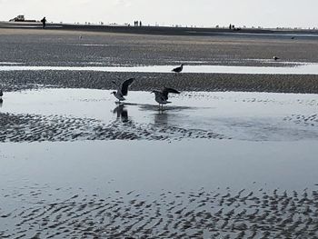 Flock of birds on beach