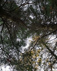 Low angle view of trees in forest