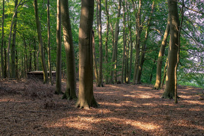 Trees growing in forest