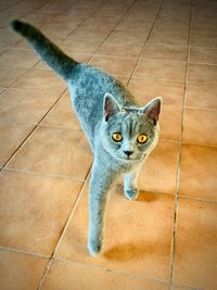 High angle portrait of cat on floor