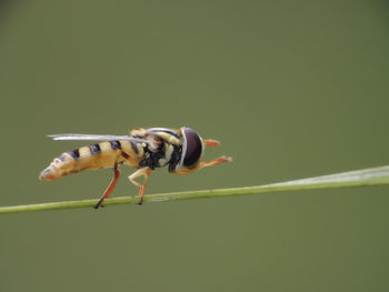 Close-up of insect on leaf