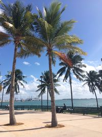 Palm trees on beach against sky