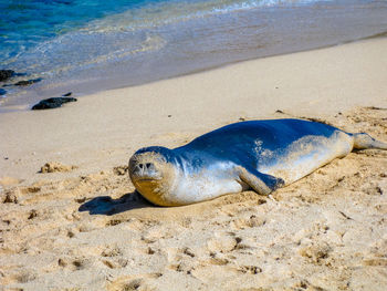 High angle view of seal on sand at beach