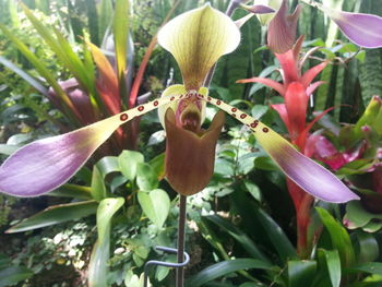 Close-up of flowers blooming outdoors