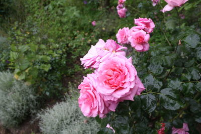 Close-up of pink roses blooming outdoors