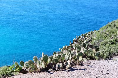 High angle view of succulent plants on beach
