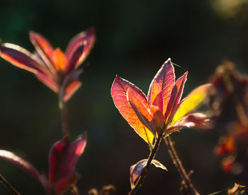 Close-up of orange leaves on plant during autumn